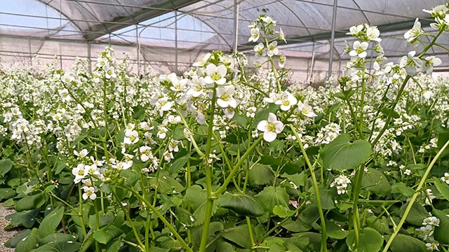 恩施州硒研究一成果取得重大突破
