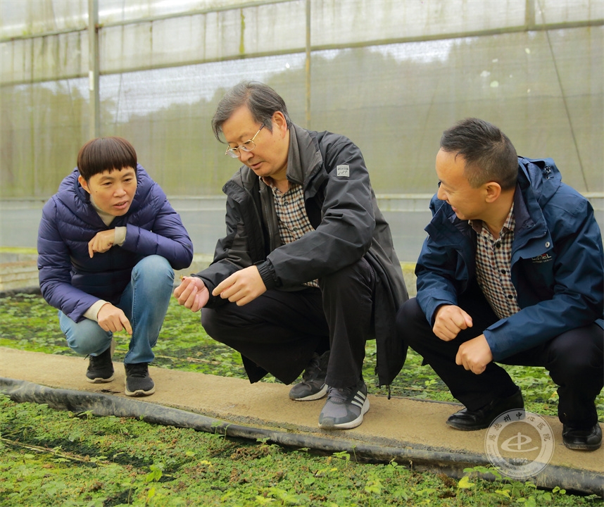 院领导一行察看中药材种植示范基地